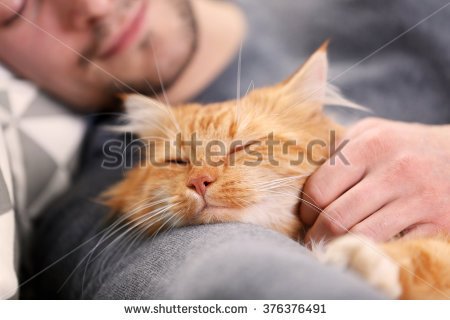stock-photo-sleeping-young-man-with-fluffy-red-cat-376376491.jpg