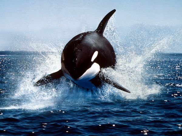 killer-whale_591_600x450.jpg