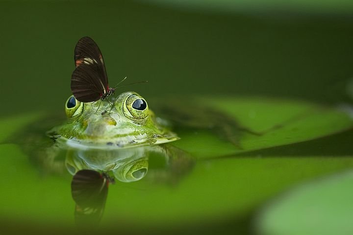 frog-540812__480.jpg