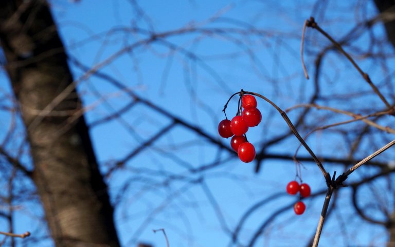 Winterberries2.jpg