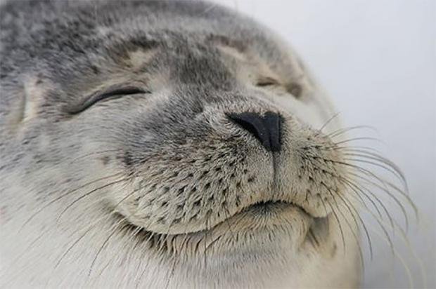 Satisfied-Seal.jpg