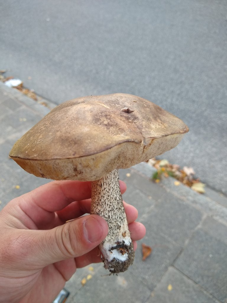 pilz.jpg