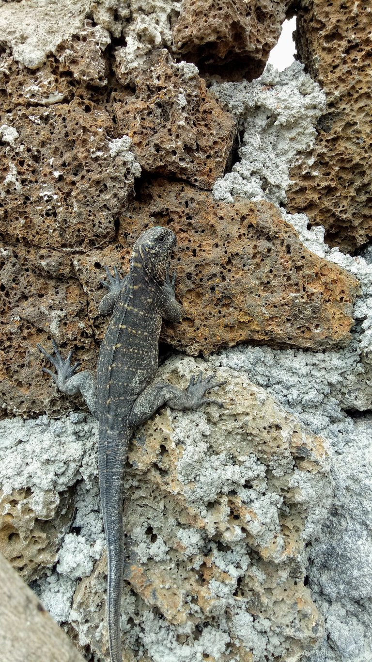 Baby Sea Iguana On Wall .jpg