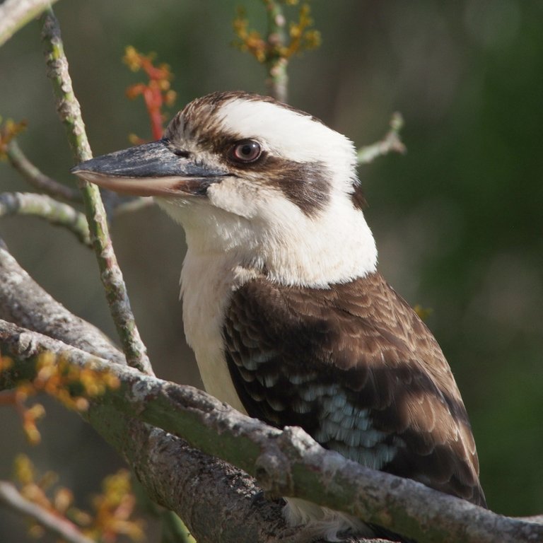 kookaburra-800px.JPG