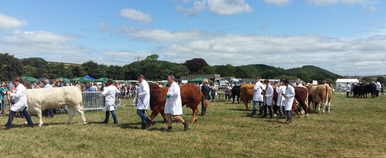 north devon show cows.jpg