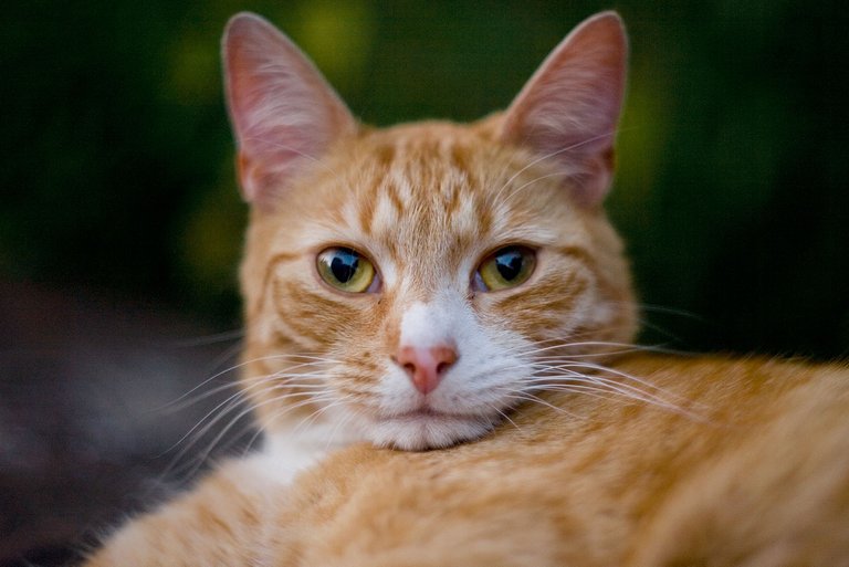 random red cat getting more cuddles on a wednesday for caturday by fraenk