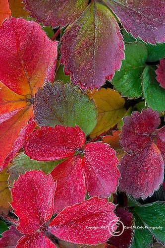 strawberry leaves in fall  David M Cobb.jpg