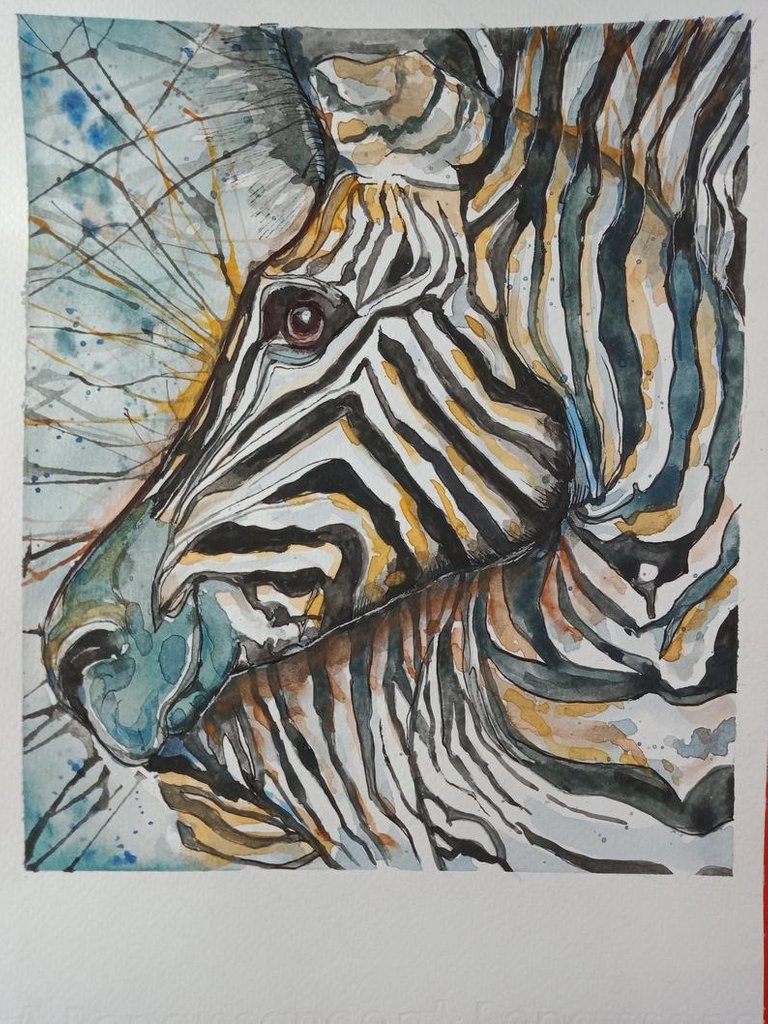 zebra 1.jpg