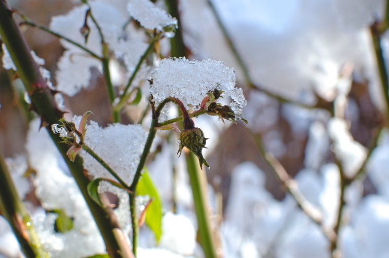 Frozen rose buds in the garden.JPG