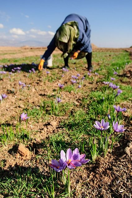 saffron pickers.jpg