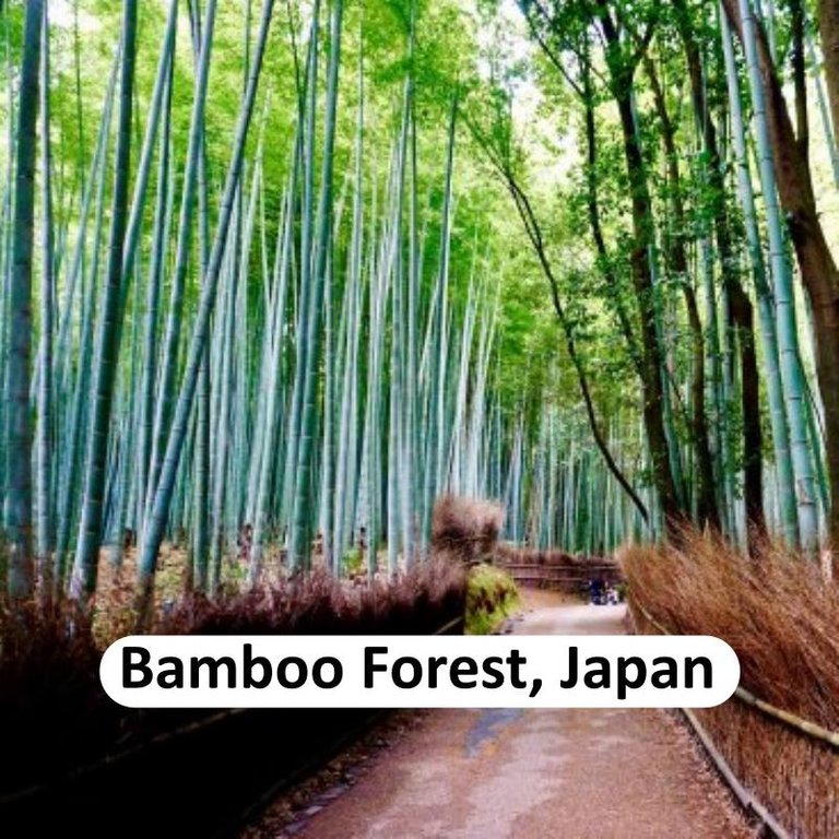 bamboo forest, japan.jpg