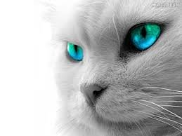 blueeyescat.jpg