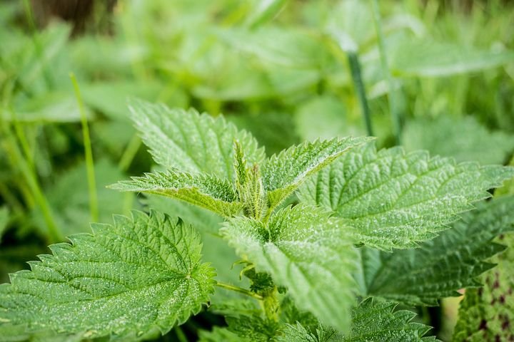 stinging-nettle-503939__480.jpg