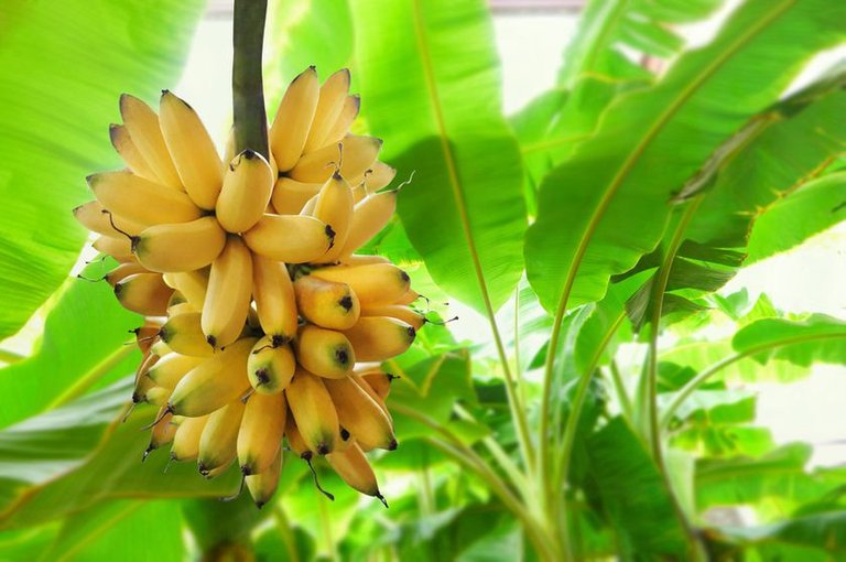 banana_stem_rachis.jpg.838x0_q80.jpg