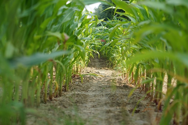 cornfield-1556721_960_720.jpg