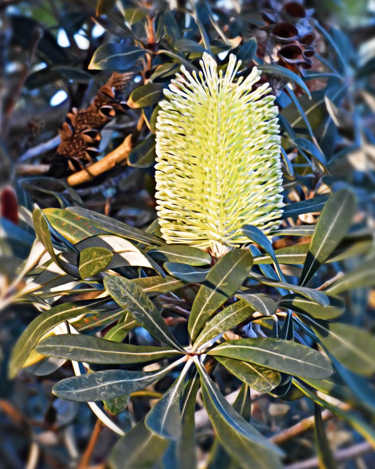 S GOLDEN BANKSIA.jpg