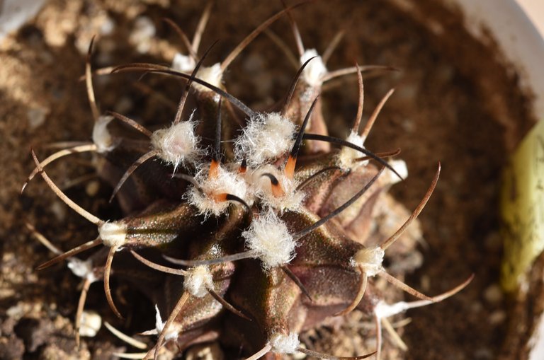 Gymnocalycium Stenopleurum spines 2.jpg