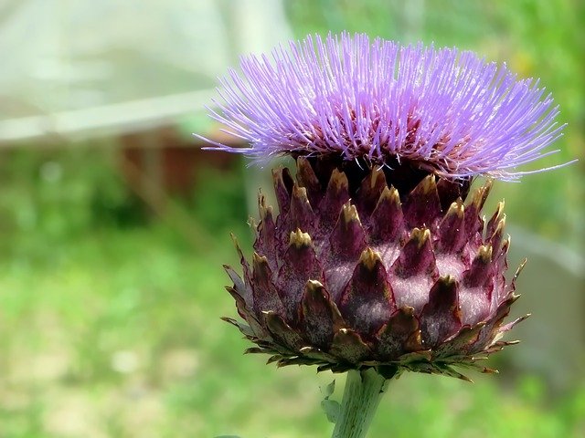 artichoke-1578757_640.jpg