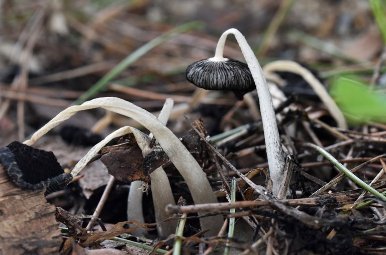 white mushrooms decay .jpg