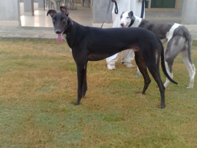 Greyhound_Black_Chief_Again-big.jpg