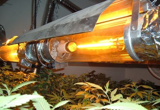 HID-grow-lights-cannabis.jpg