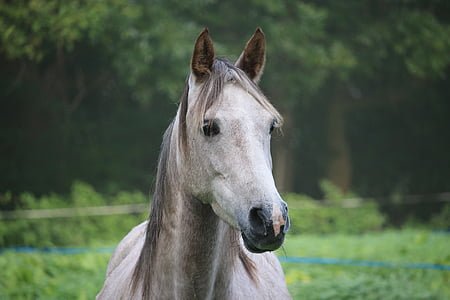 horse-mold-thoroughbred-arabian-autumn-thumb.jpg