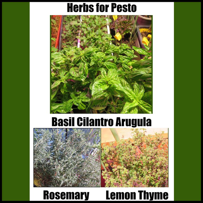 herbs for pesto.jpg