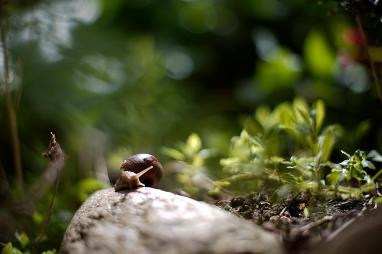 snail rock bokeh 1.jpg
