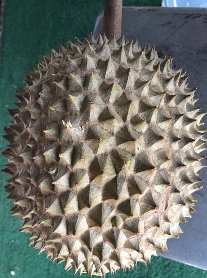 durian.PNG