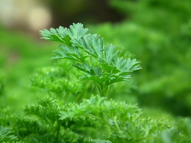 parsley-246557__480.jpg