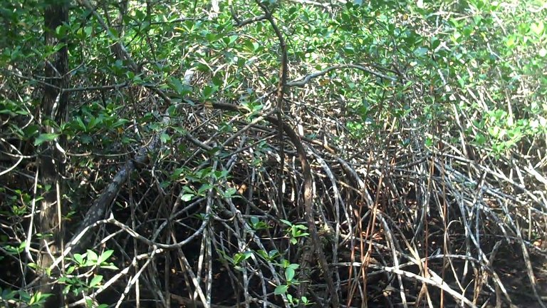 StiltRootsMangrove.jpg