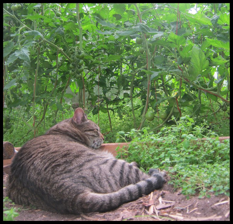 JJ sacked out in greenhouse garden bed.JPG