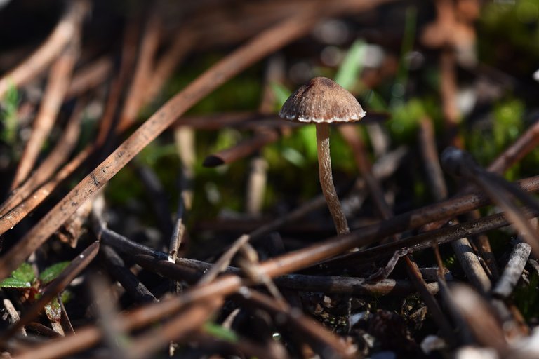 mushrooms mini pines 1.jpg