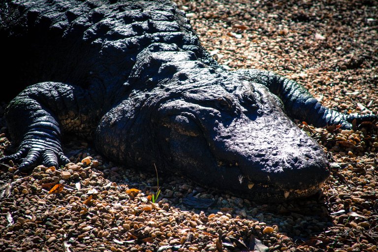 alligator-2533263_1920.jpg