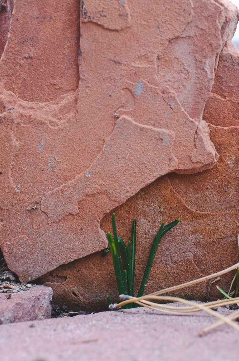 Green grass growing through the red rocks.JPG