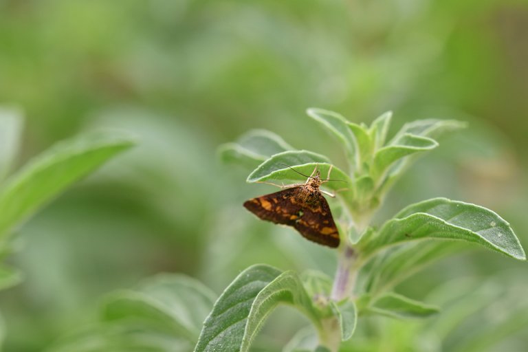 Orange Mint Moth Pyrausta orphisalis 1.jpg