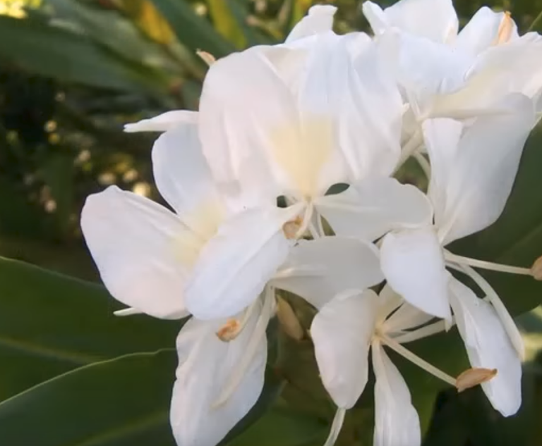 White flowers image in Pakistani park.png