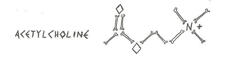 Acetylcholine.jpg