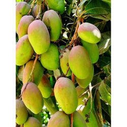 genus-mangifera-250x250.jpg