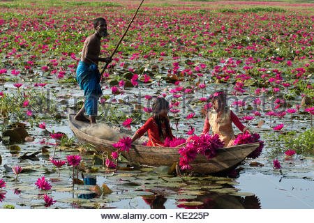 rural-girl-collect-bunch-of-water-lilies-from-shatla-beel-at-ujirpur-ke225p.jpg