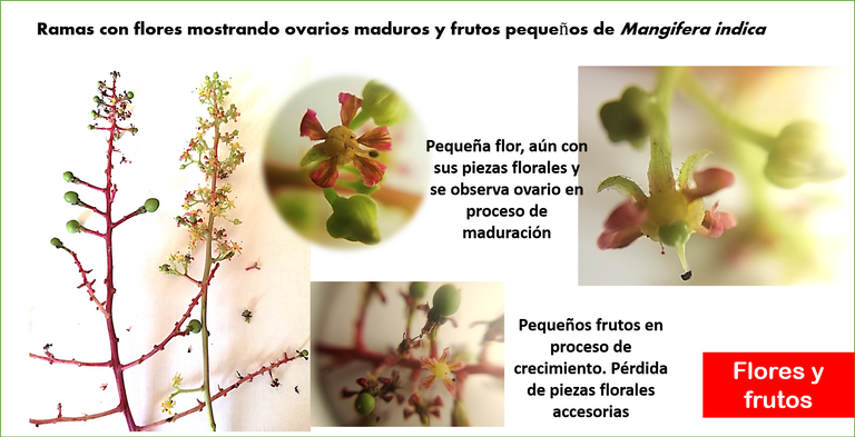 flor.fruto.png