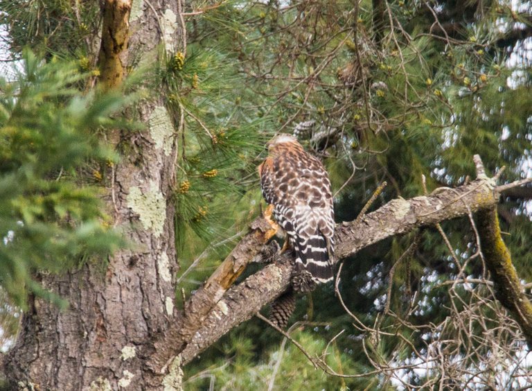 02-08-19 Hawk in backyard tree.JPG