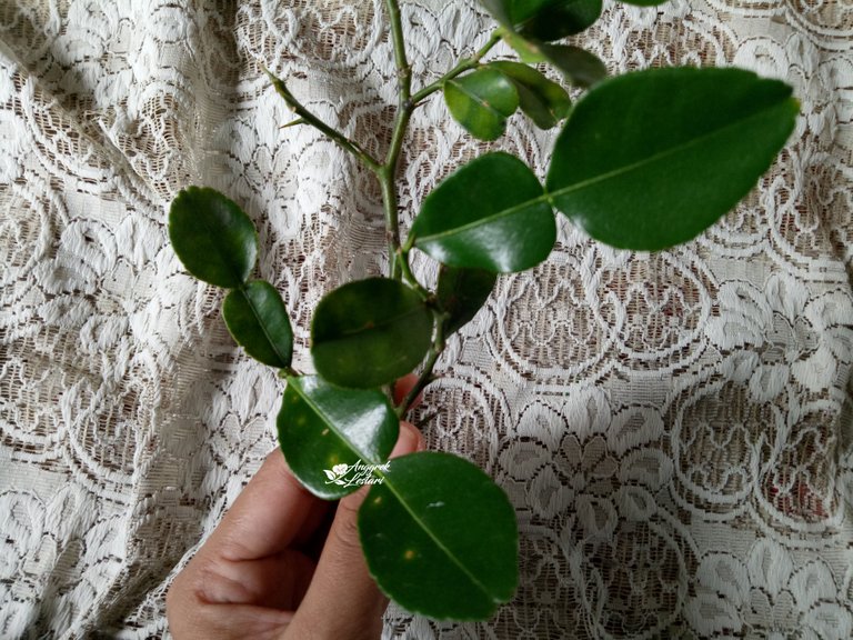 Kaffir Lime Leaves4.jpg