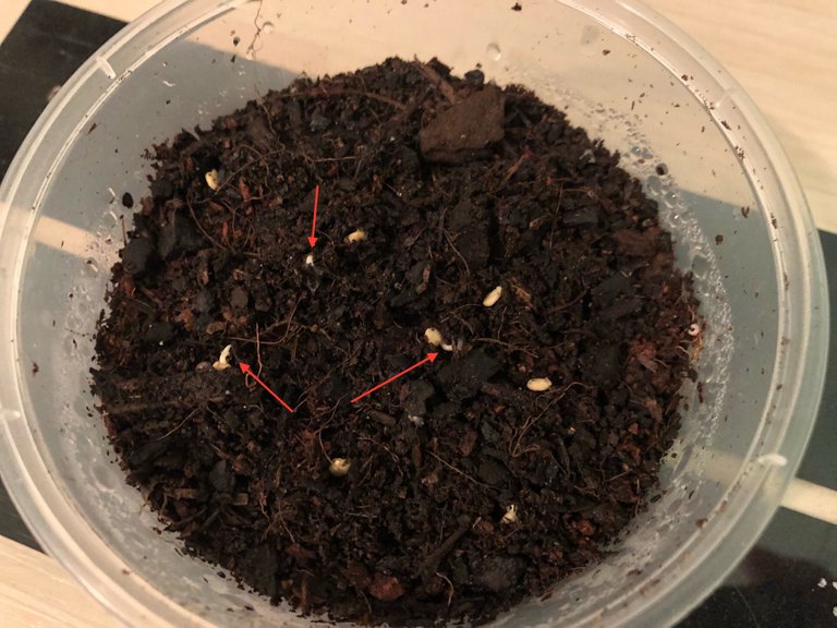 Germinating Aji Amarillo seeds