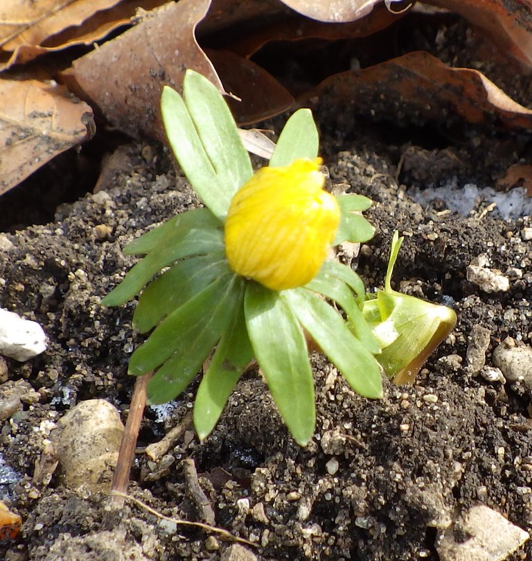 WinterAconite02-19-2019.jpg