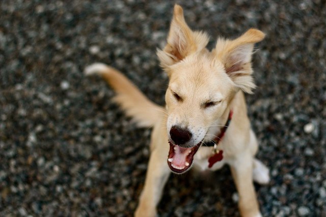 Puppy Sneezing 74KB 640x427.jpg