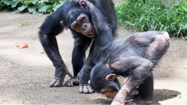 _105667072_chimps_staring_at_ground_cover_1024.jpg