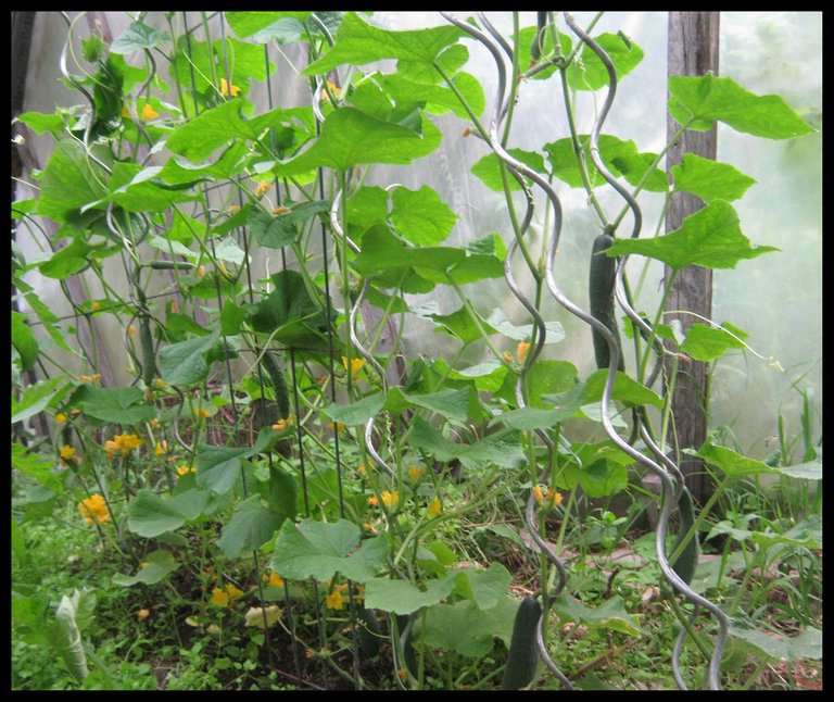 cucumbers in the greenhouse producing well.JPG