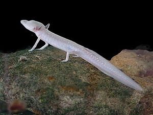 300px-Texas_blind_salamander.jpg