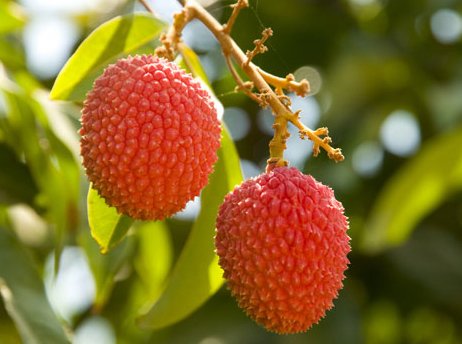 Lichi_shutterstock_82003117.jpg